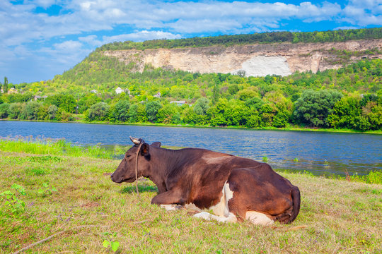 peaceful scene with domestic cow on the meadow 