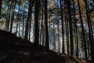 Jesienny las © Kasia R.