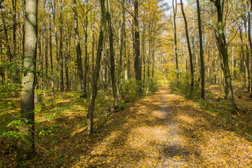 Obraz premium Path with leaves through the autumn forest