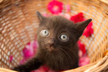 Little cute kitten in a basket with flowers
