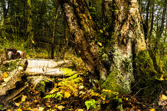 Gro&szlig;er gr&uuml;ner Farn im Herbstwald mit Laub