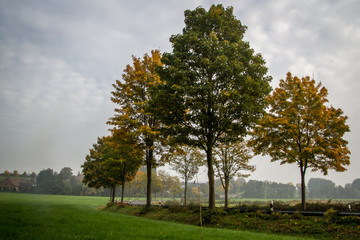 Fototapeta na wymiar Bäume an der Straße an einem grauen Herbsttag