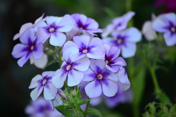 Beautiful bush of hydrangea flowers in a garden