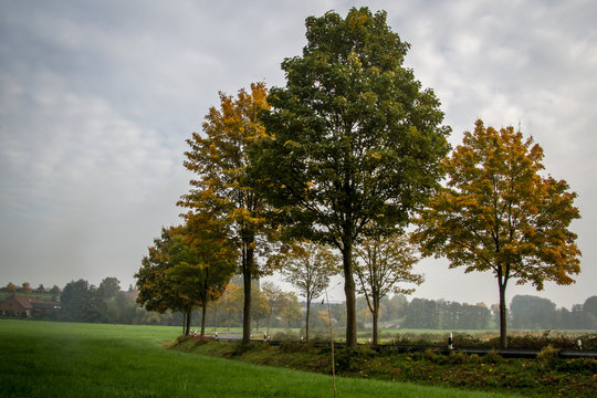 Bäume an der Straße an einem grauen Herbsttag