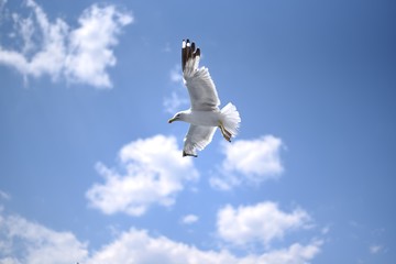 Mouette sur fond bleu