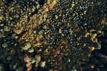 Autumn forest aerial drone view from above, dji