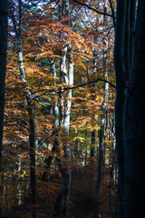 Jesienny las © Kasia R.