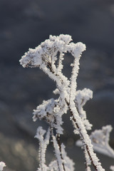 frost on the branches