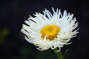 Beautiful bush of hydrangea flowers in a garden
