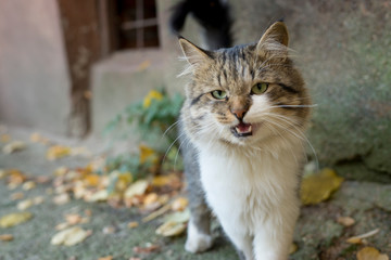 Naklejka na ściany i meble Cat with green eyes on the street in autumn