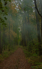autumn forest in the fog