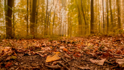 autumn forest in the fog