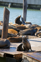 San Francisco famous sea lions on pier 39, California