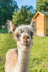 Obraz premium The llama is a very social animal, widely used as a meat and pack animal.