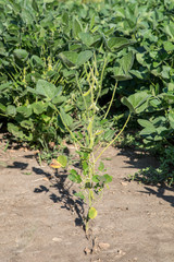 Fototapeta na wymiar soybean at R4 stage - full pod