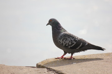 pigeon on the stone with shadow. Grey back ground. Sunny day