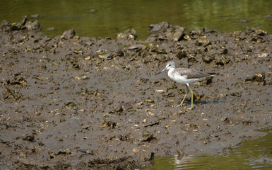 Bird (common greenshank) walk on the mud flat, in the natural habitat.