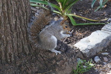 Eichhörnchen im Company's Garden in Kapstadt in Südafrika