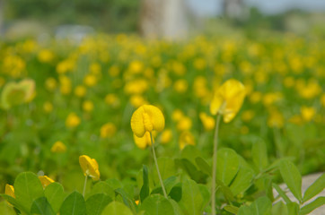 Amarillo Peanut/Pinto Peanut/Yellow Peanut Plant