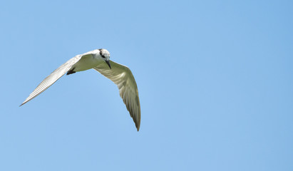Isolated bird (whiskered tern) fly above in the seamless, blue sky.
