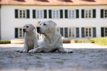 Obraz na płótnie Canvas young cute little purebred labrador retriever dog puppy pet outdoors