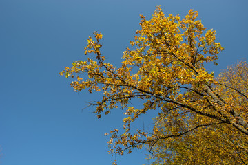 Branches of a tree with yellow leaves and sky