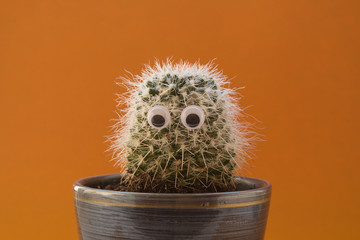 cactus with eyes in a pot
