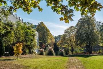 Parklandschaft mit Pampasgras im Gegenlicht