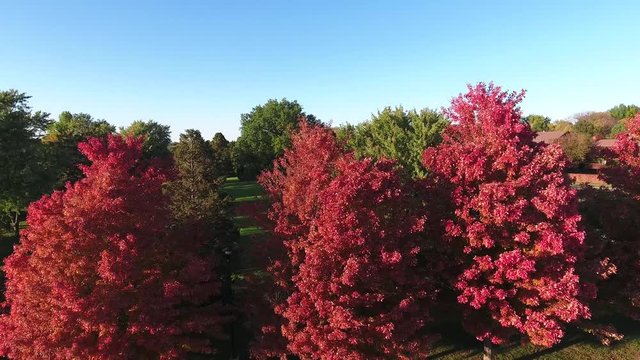 Aerial view rotation tall red fall trees