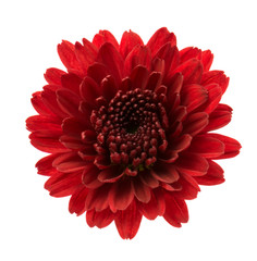 red chrysanthemum flowers isolated on white (selective focus)