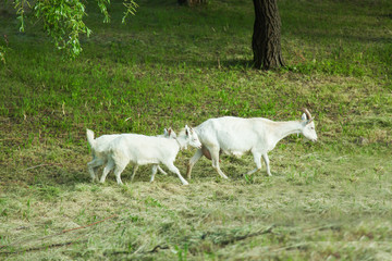 Obraz premium Three white goats