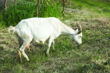 Obraz premium One white goat