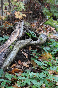 tree roots apper above ground