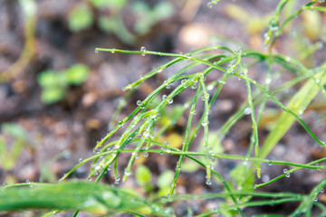 朝露のついたみずみずしい植物 / 夏の高原のイメージ