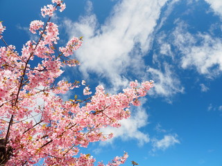 桜と青空