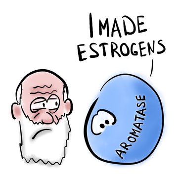 Old man aromatase and estrogens