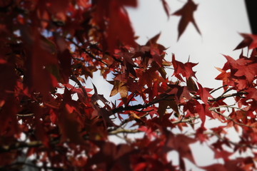 Otoño