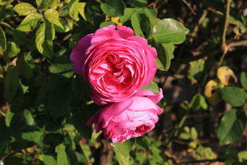 Bourbon Rose Louise Odier in voller Blüte