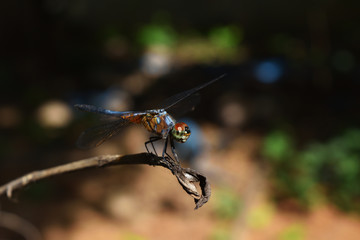 Blue dasher dragonfly with pattern of yellow and orange on the side of the body resting on broken tree branch with  natural black with brown and green background
