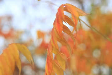 autumn, leaf, fall, nature, leaves, red, maple, isolated, tree, season, plant, foliage, orange, color, yellow, branch, white, bright, closeup, forest, green, natural, october