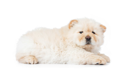 Fluffy white chow-chow puppy, isolated on white background