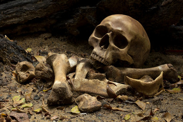Skull and bones digged  in the  pit  with old timbers, Concept halloween day, still life style.