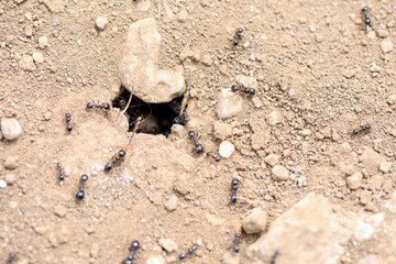 Ants work on the ground near den