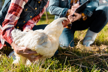 cropped image of woman holding chicken while her boyfriend writing in clipboard outdoors
