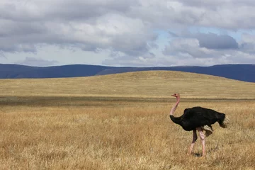 Cercles muraux Autruche The fleet-footed bird/ Running ostrich on the Savannah of Ngorongoro crater