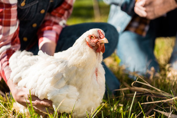 cropped image of couple of farmers sitting on grass with chicken outdoors