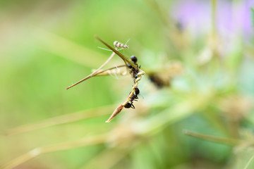 Ant works in the leaves