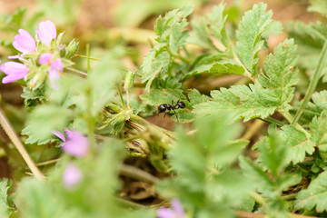 Ant works in the leaves