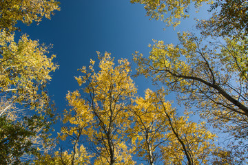 The tops of autumn trees