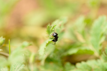 Ant works in the leaves